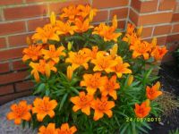 IMGP0372