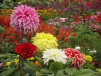 Some bright dahlias to colour your day.