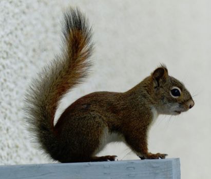 Juvenile red squirrel