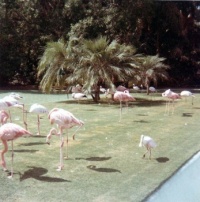 Flamingos at San Diego Zoo (0824)
