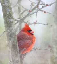 Red Cardinal