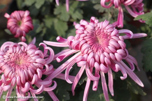 Pink Chrysanthemum flower