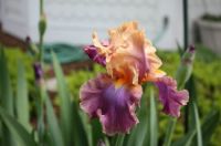 1 multicolor iris