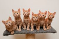 6 orange kittens