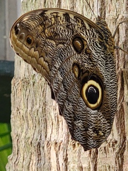 Butterfly #4