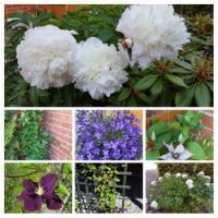 Garden flowers