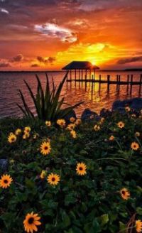 Sunset and Flower Scene.