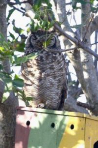Cape Eagle owl