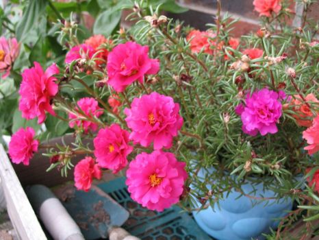 Moss Rose...I love these little guys!