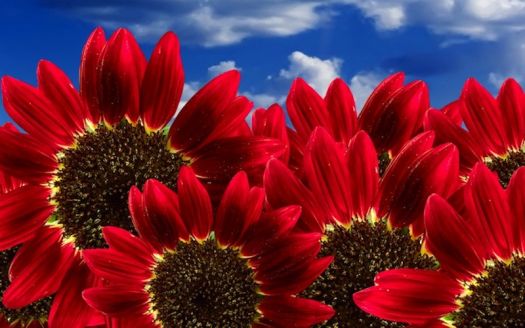  red sunflowers