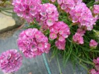 Tr&aacute;vnička př&iacute;mořsk&aacute;