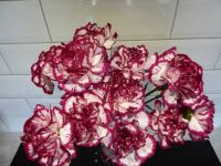 Red & White Carnations