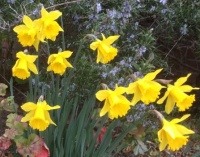 Daffodils in late winter!