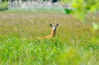 Feckenham Wylde Moor Nature Reserve, Worcestershire