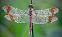 Morning Dew On A Dragonfly