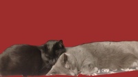nap friends