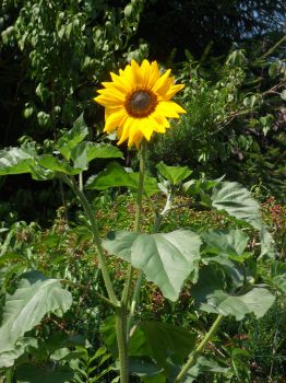 SAM_0841 Slunečnice... Sunflower...