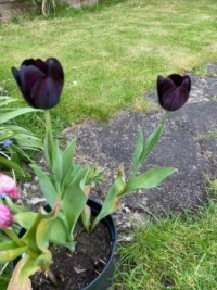 Deep purpoll tulips