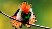 Humming Bird  🪽