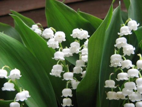 Lily Of The Valley