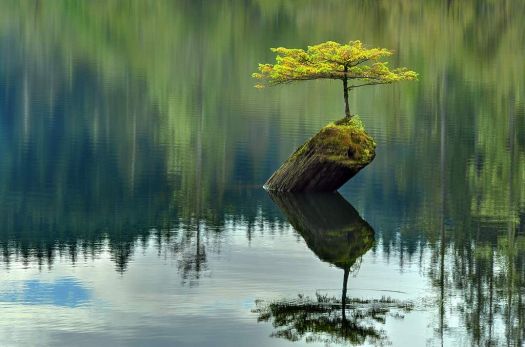 tree-log-lake