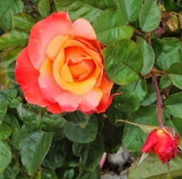 Orange and Red Rose with Bud