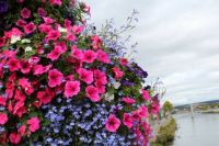 Flowers on River Ness