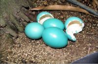 Scientists identify first 'naturally iridescent' bird eggs