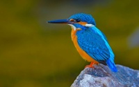 Common Kingfisher