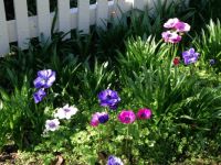 Spring garden in Edenton
