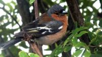 Chaffinch