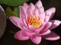 pink waterlily