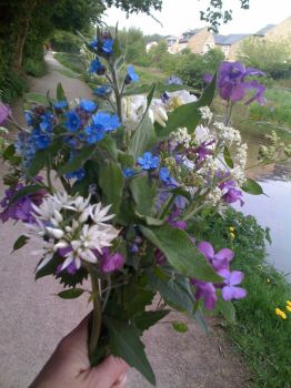 Wild flowers gathered along the canal, Yorkshire