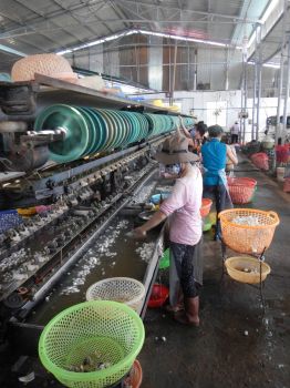Silk production Vietnam. Spinning the thread.