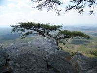 Natural Bonsai Pine, Mt Cheaha, AL