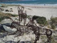 Dingos at the beach