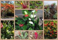Tropical plants