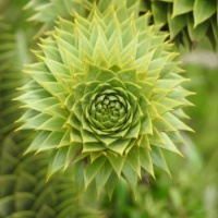 Natural spiral