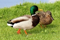 Stockenten