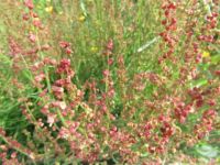 Sheep Sorrel