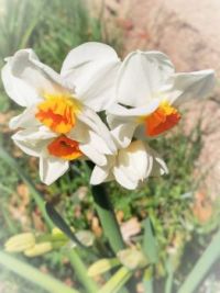 Daffodil