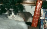 Cyclone our first diabetic cat