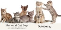 Today Is National Cat Day!!