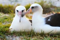 Laysan Albatrosses mate for life