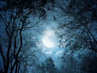 moon_branch_night_-challenge