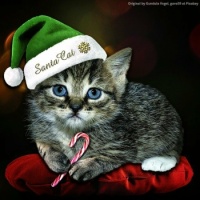 Caturday Christmas kitty 🐈