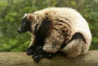 lemur