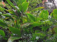 Tropical Foliage Plants