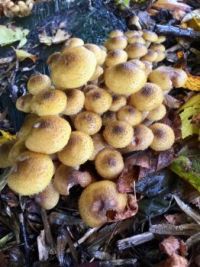 Mushrooms in my garden