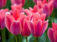 Pink Tulips (Apr17P15)